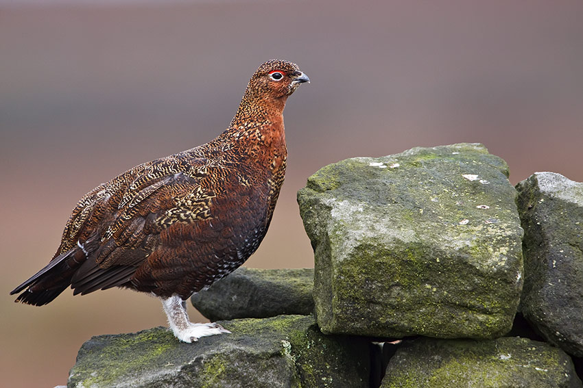 red_grouse_850_4148.jpg