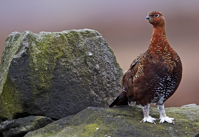 red_grouse_850_4187.jpg