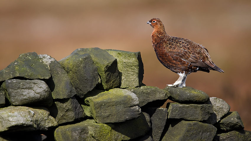 red_grouse_850_4294.jpg