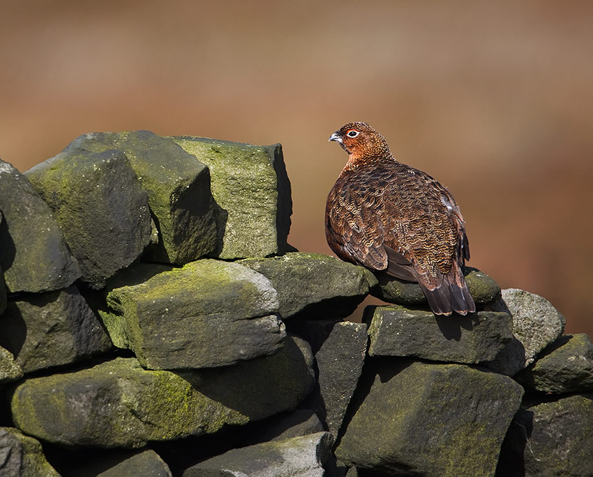 red_grouse_850_4321.jpg