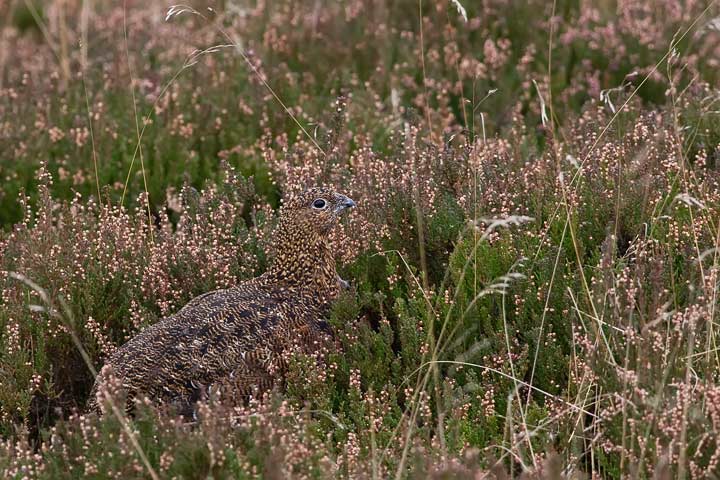 red_grouse_camouflage_720_19820.jpg