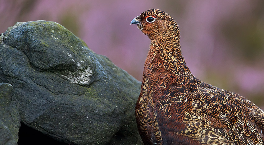 red_grouse_rock_850_3895.jpg