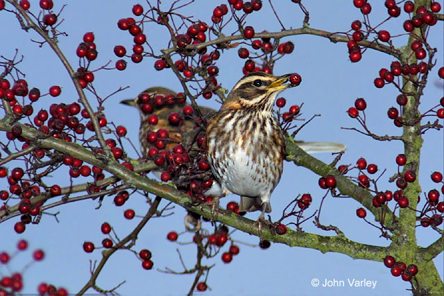 redwing_10252.jpg