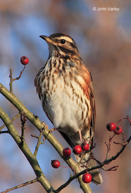 redwing_2_670_7128_std.jpg