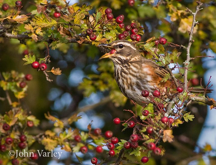 redwing_720_20415.jpg