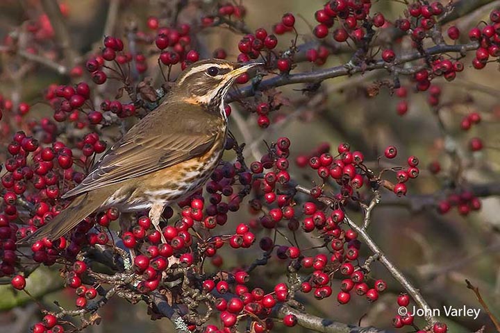 redwing_720_23233.jpg