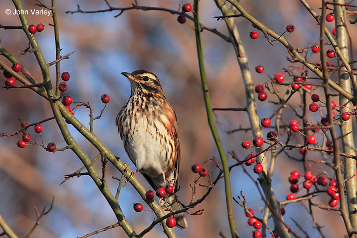 redwing_720_7128_std.jpg