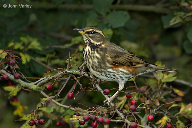 redwing_9698.jpg