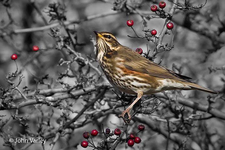 redwing_bw_720_23243.jpg