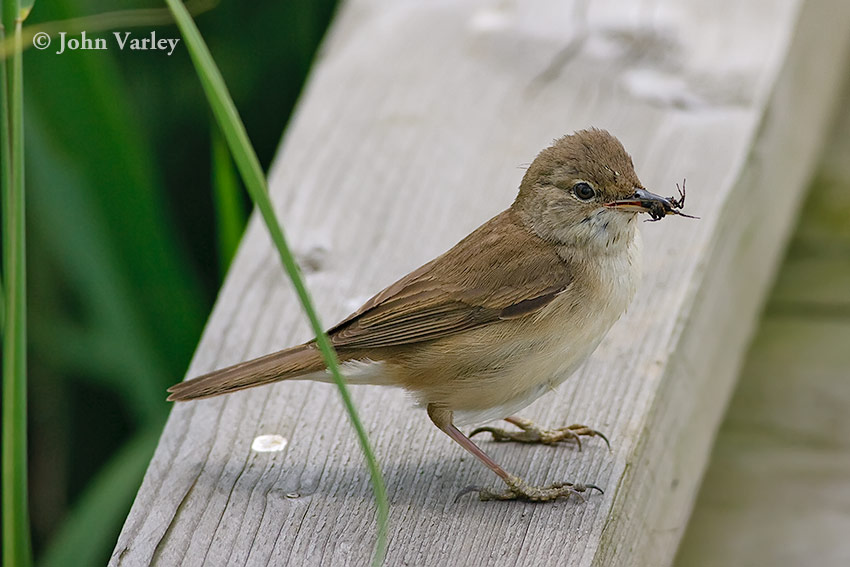 reed_warbler_850_22967.jpg