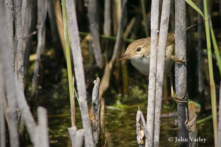 reed_warbler_850_23278.jpg