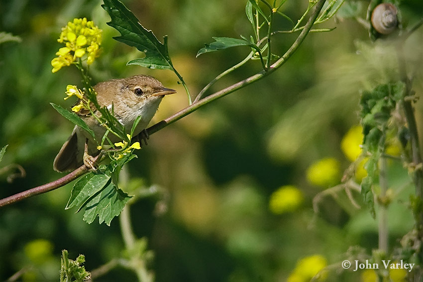 reed_warbler_850_23325.jpg