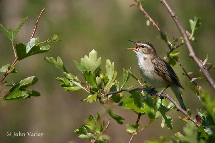 sedge_warbler_850_23072.jpg