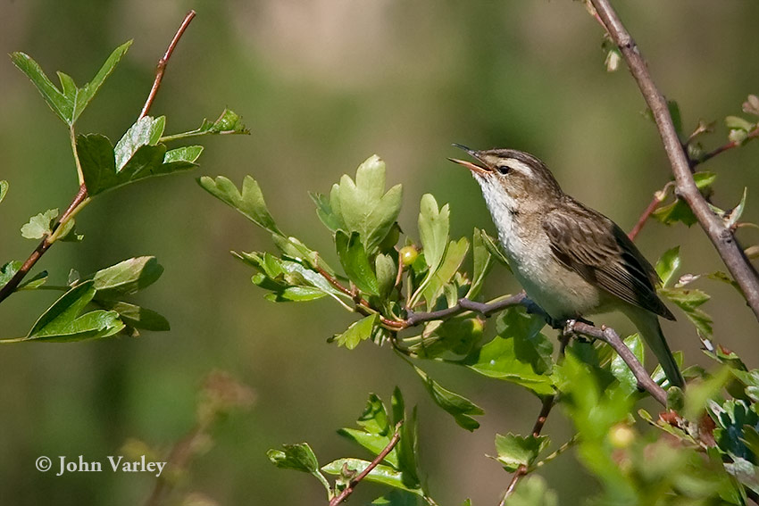 sedge_warbler_850_23077.jpg