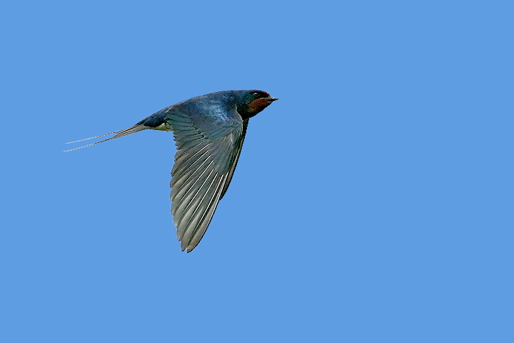 swallow_720_9435.jpg