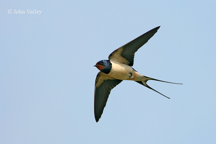 swallow_720_9463.jpg