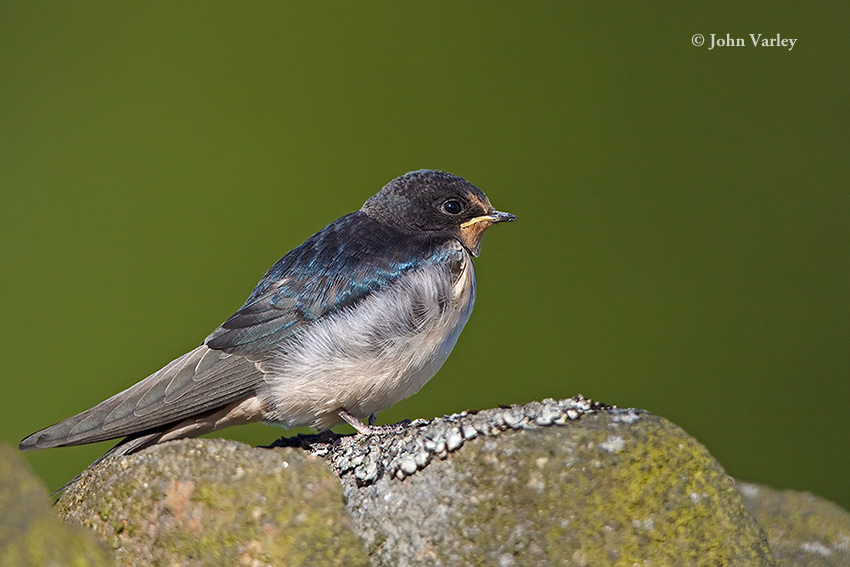 swallow_850_2210.jpg