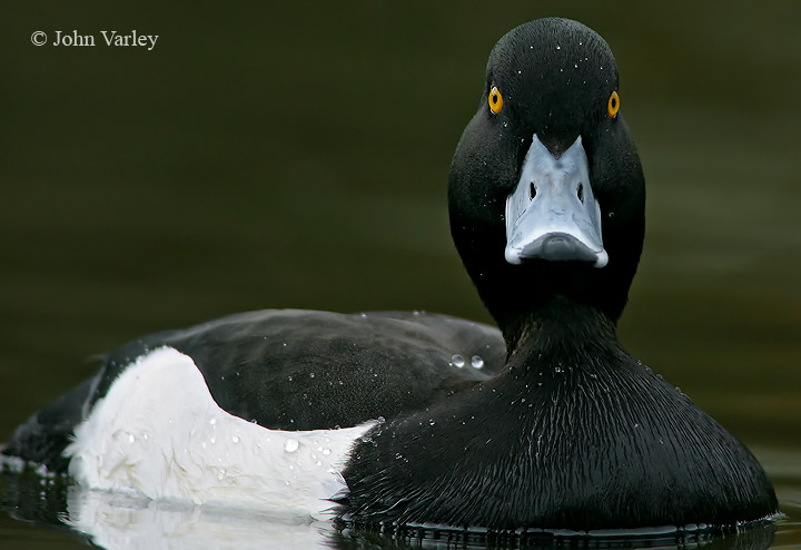 tufted_duck_6653.jpg