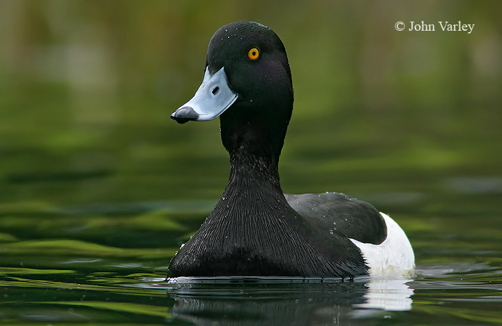 tufted_duck_720_6647.jpg