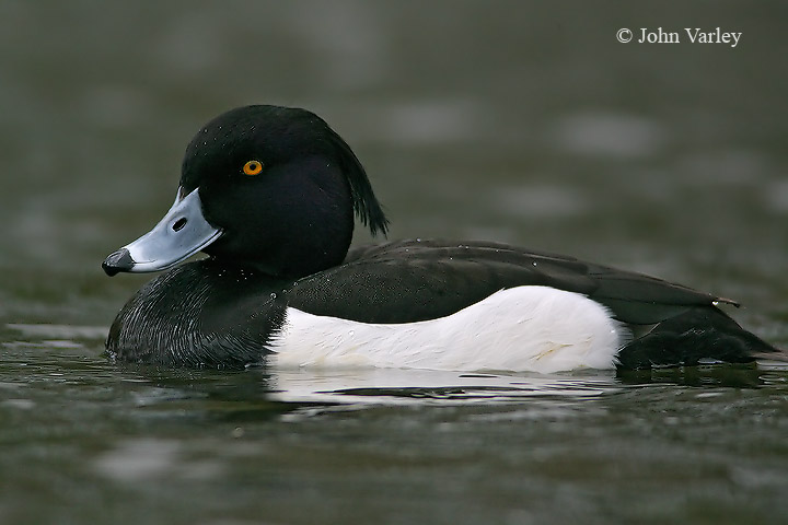 tufted_duck_720_6665.jpg