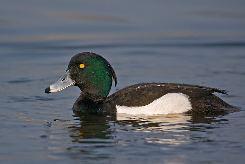 tufted_duck_850_21636.jpg