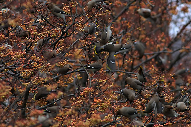 waxwing_10423.jpg