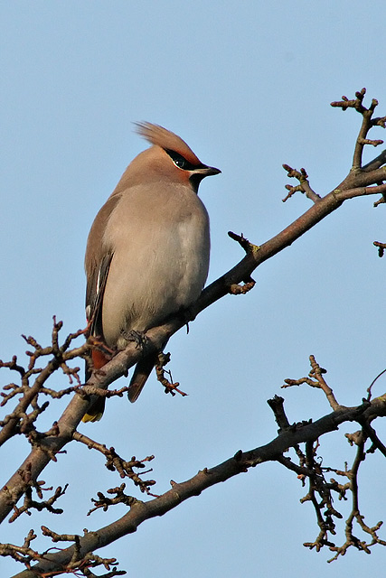 waxwing_5064.jpg