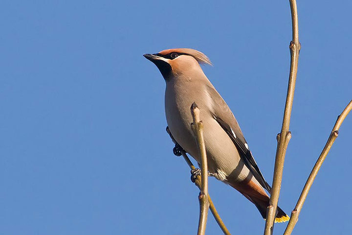 waxwing_720_23420.jpg