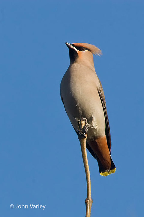 waxwing_720_23432.jpg