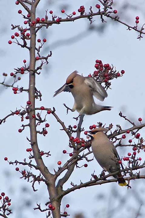 waxwing_720_23451.jpg