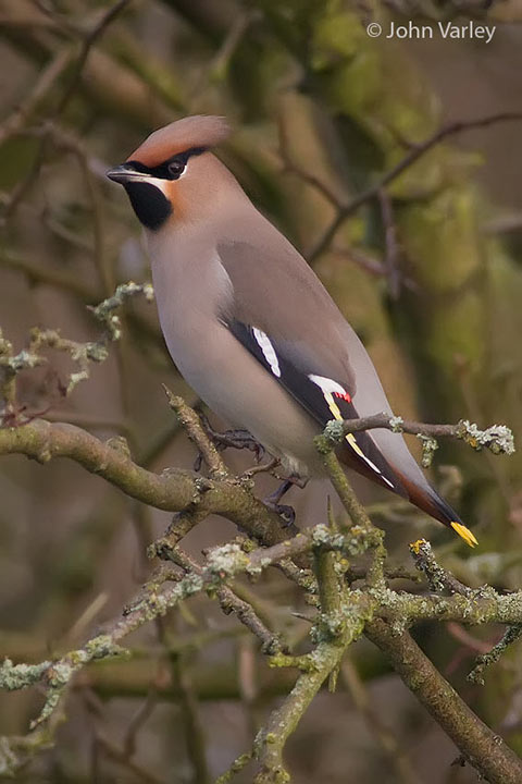 waxwing_720_23468.jpg