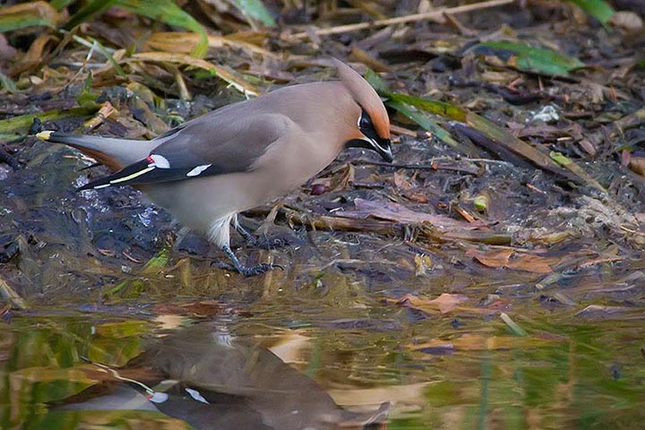 waxwing_720_23471.jpg