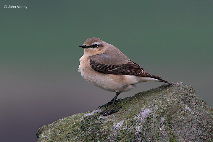 wheatear_6487.jpg