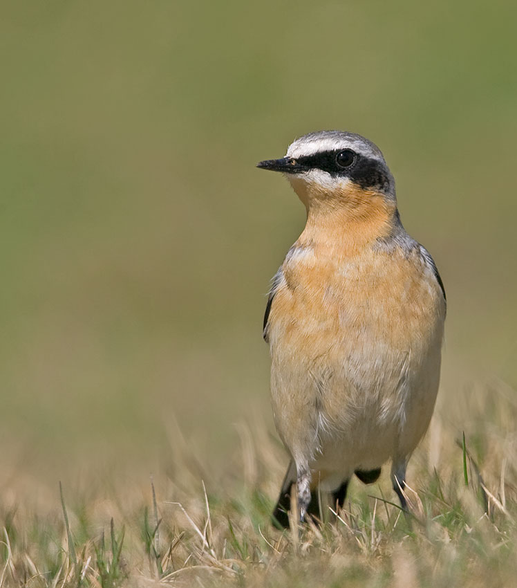 wheatear_850_22217.jpg