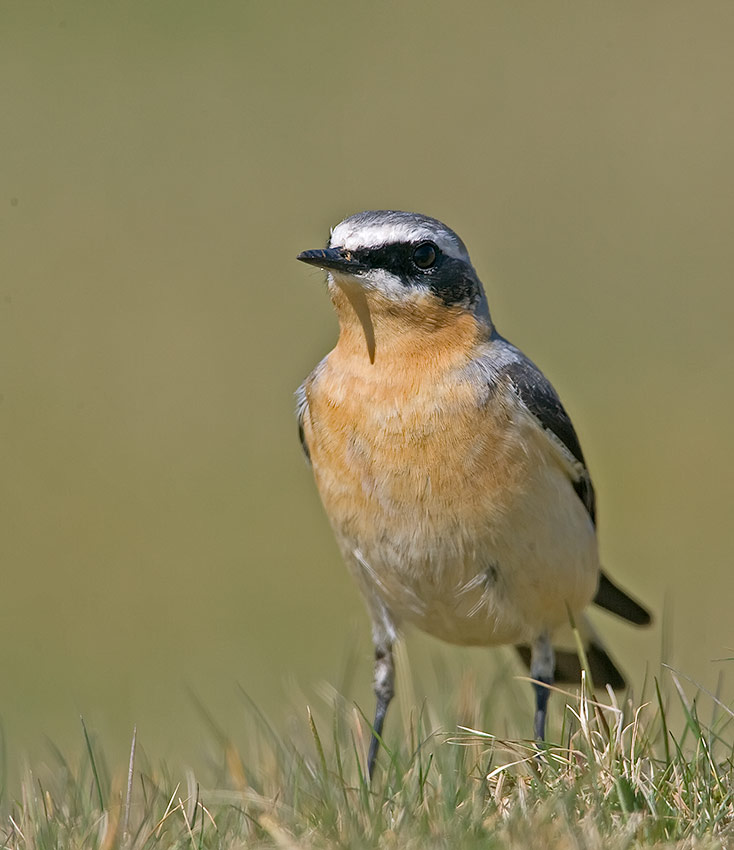 wheatear_850_22224.jpg