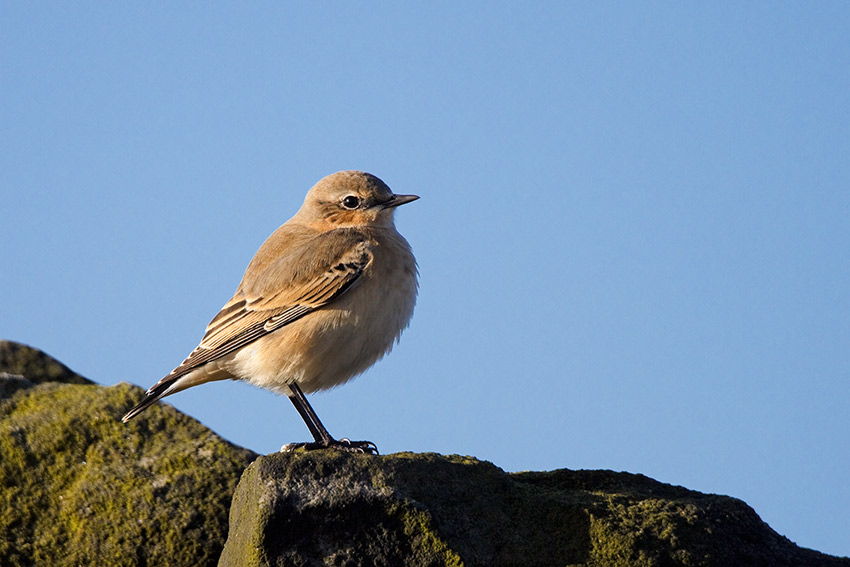 wheatear_850_3950.jpg