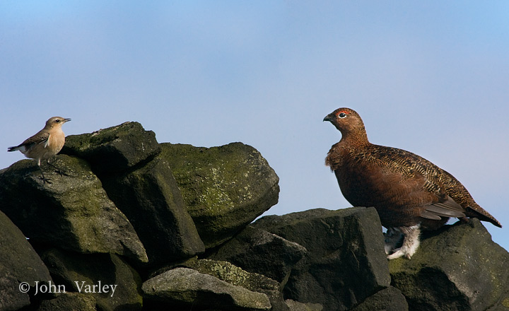 wheatear_grouse_2864.jpg