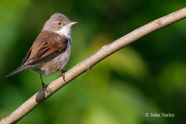 whitethroat_2_720_9000.jpg