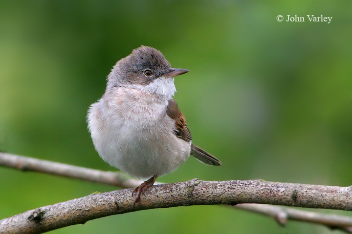 whitethroat_720_8917.jpg