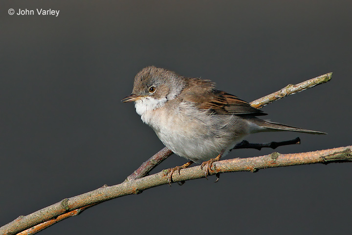 whitethroat_a_6653.jpg