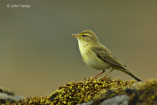 willow_warbler_7248.jpg