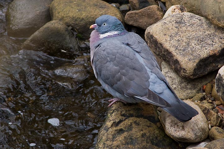 wood_pigeon_720_0785.jpg