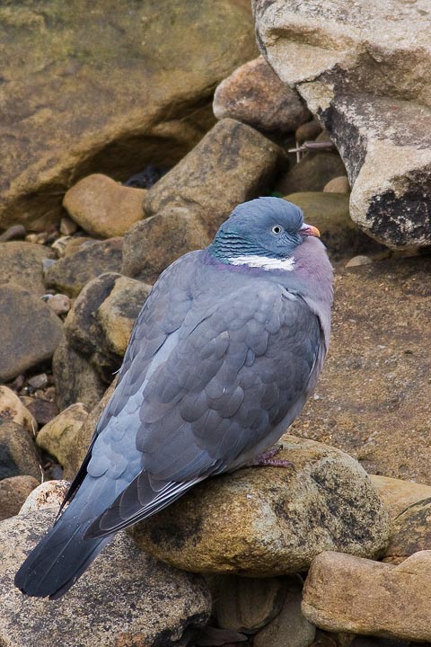 wood_pigeon_720_0792.jpg