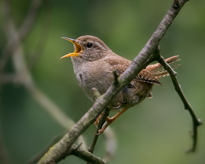 wren_720_17547.jpg