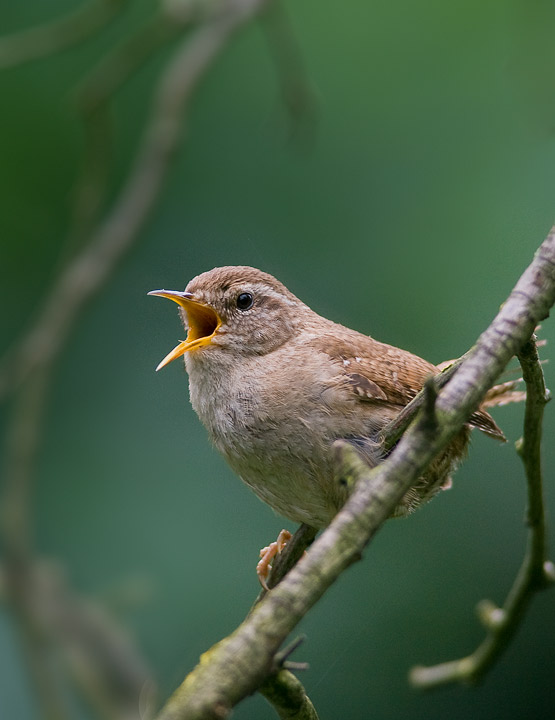 wren_720_17574.jpg