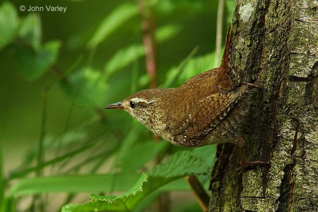 wren_7954.jpg