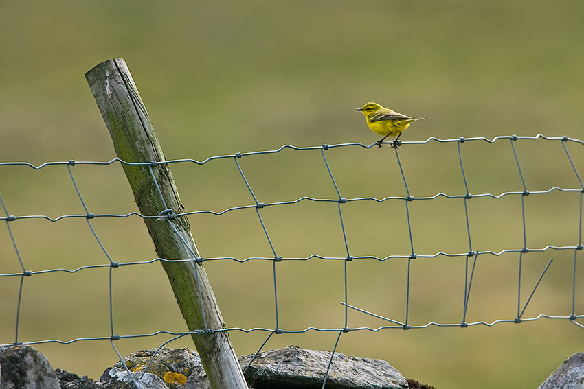 yellow_wagtail_850_22495.jpg