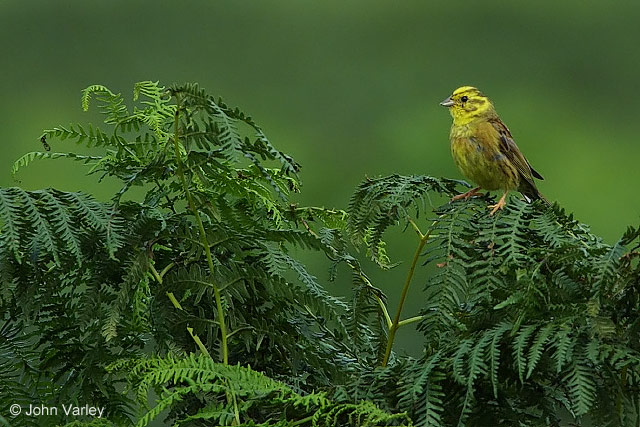 yellowhammer_8932.jpg