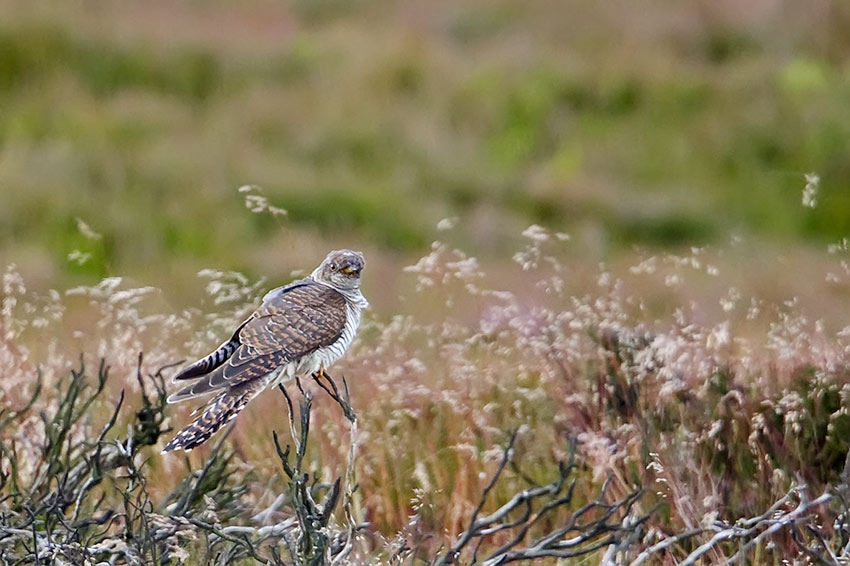 young_cuckoo_850_2867.jpg