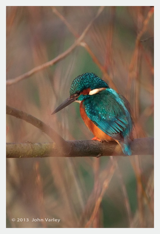 kingfisher_male_740_9609